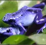 Пурпурная лягушка