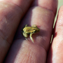 Самая маленькая лягушка в мире название