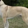 Кангал собака