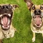 Смешные Фотки Собак