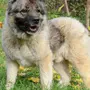 Собака кавказская овчарка