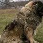 Собака кавказская овчарка