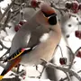 Зимующие Птицы России