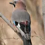 Птицы россии