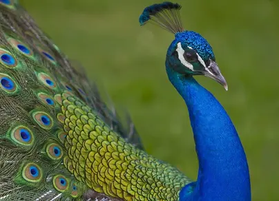 Самые красивые птицы