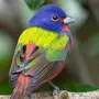 Самые Красивые Птицы