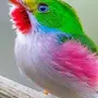 Самые красивые птицы