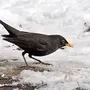 Зимующие птицы подмосковья