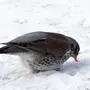 Зимующие птицы подмосковья
