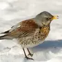 Зимующие Птицы Подмосковья
