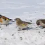 Зимующие Птицы Подмосковья