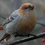 Птицы ленинградской области