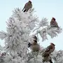 Зимние Птицы С Названиями