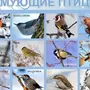 Зимние птицы с названиями