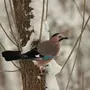 Зимние птицы с названиями
