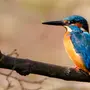 Картинки птица зимородок
