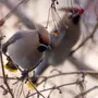 Птицы нижегородской области