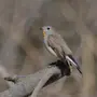 Птицы нижегородской области