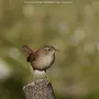 Птицы краснодарского края и названия