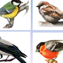 Зимующие птицы картинки для детей