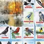 Зимующие Птицы Картинки Для Детей