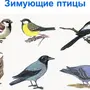 Зимующие птицы картинки для детей