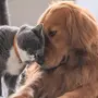 Фотки собак и кошек
