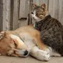 Фотки собак и кошек