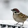 Зимующие птицы с названиями