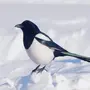 Зимующие Птицы С Названиями