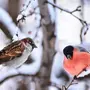 Зимующие птицы с названиями