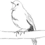 Легкий Рисунок Птицы
