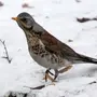 Птицы подмосковья зимой с названиями