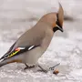 Птицы Подмосковья Зимой С Названиями