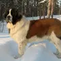 Московская Сторожевая Собака