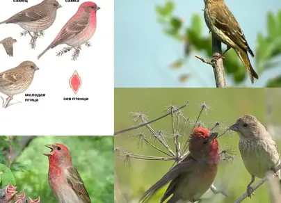 Птицы саратовской области с названиями