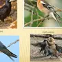 Птицы саратовской области с названиями