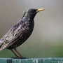 Птицы краснодарского края с названиями