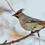 Птицы сибири зимой