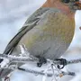 Птицы Сибири Зимой