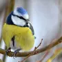 Картинки птица синица
