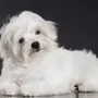Болонка собака