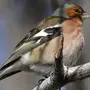 Картинки птица зяблик