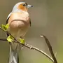 Картинки птица зяблик