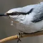 Птицы Пензенской Области С Названиями