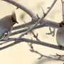 Птицы пензенской области с названиями