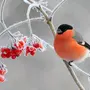Лесные Птицы Зимой