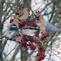 Лесные Птицы Зимой