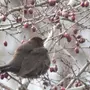 Птицы ленинградской области зимой