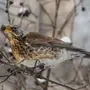 Птицы Ленинградской Области Зимой